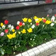 The Rockettesの画像