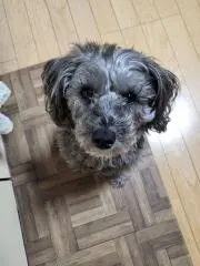 ましゅましゅ