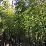 kotsumax