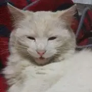 tachibanaの画像