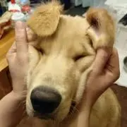 豆大福