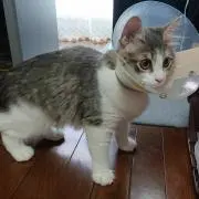 キキたん