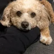 ネオ