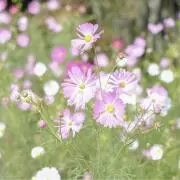 みなみの画像