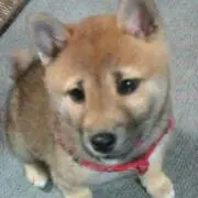 あんみつ全部のせ(プロフ必読)