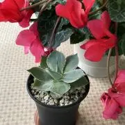 まこ