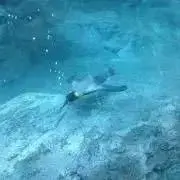 ぴくみんの画像