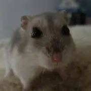 ぽんさん