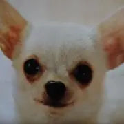 mi mi