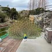 しゅんの