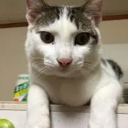 こころ