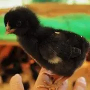 kokko