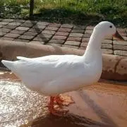 ひなはな
