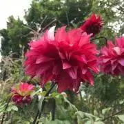 hakuの画像