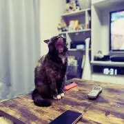 わさび