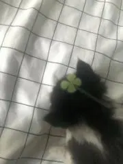 ねこの画像