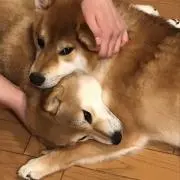 たけくんの画像