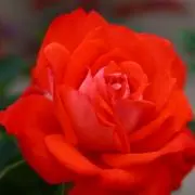 Rin.rinの画像