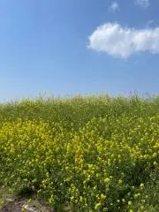 みっけの画像