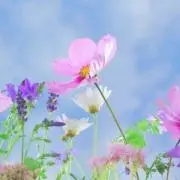 リサ☆の画像
