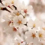 ネネちゃん