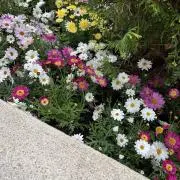 りぼん*の画像