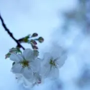 はちの画像