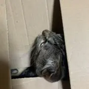 ぽんず