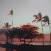 パルスの画像