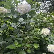 高級掛軸 十一尊仏 絹本手描 本表装仕立 三幅対 70代 阿弥陀如来 来迎