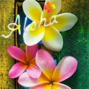 Plumeria＊破格のお値段で出品中！の画像