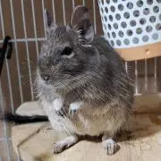 ここの画像