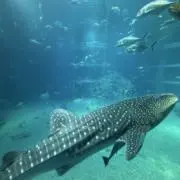 いえもんの画像