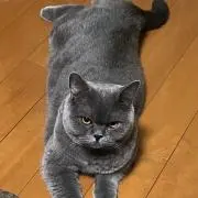 イミちゃの画像