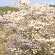 Iの画像