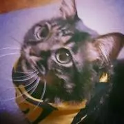 ねこ