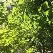 らんらんの画像