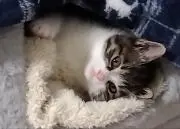 ふうりん