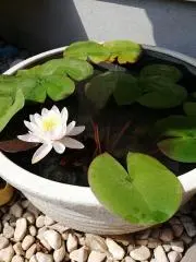 MASA