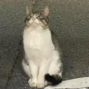 マイケルの画像