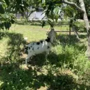 kokoの画像