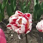 シーちゃん