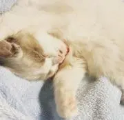 けん