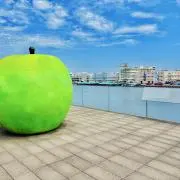 さくらもちの画像