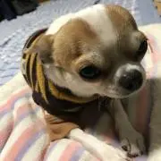 キテちゃんの画像