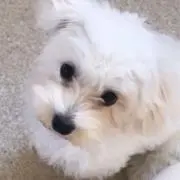Rsの画像