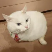 ゆみ
