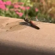 赤とんぼの画像