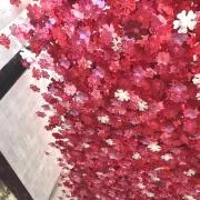 みんの画像