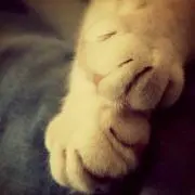 かこの画像